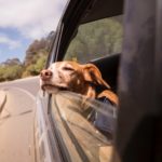 dog leaning his head on car window