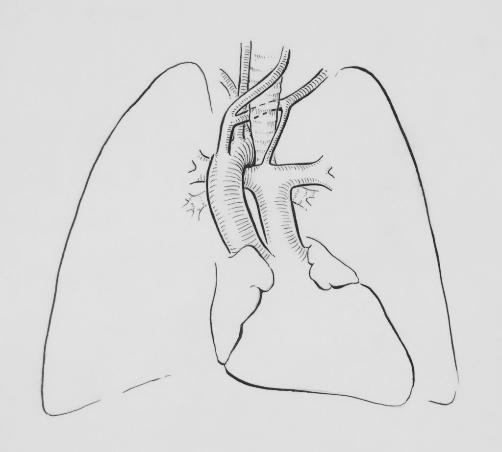 a drawing of a lung in a white background