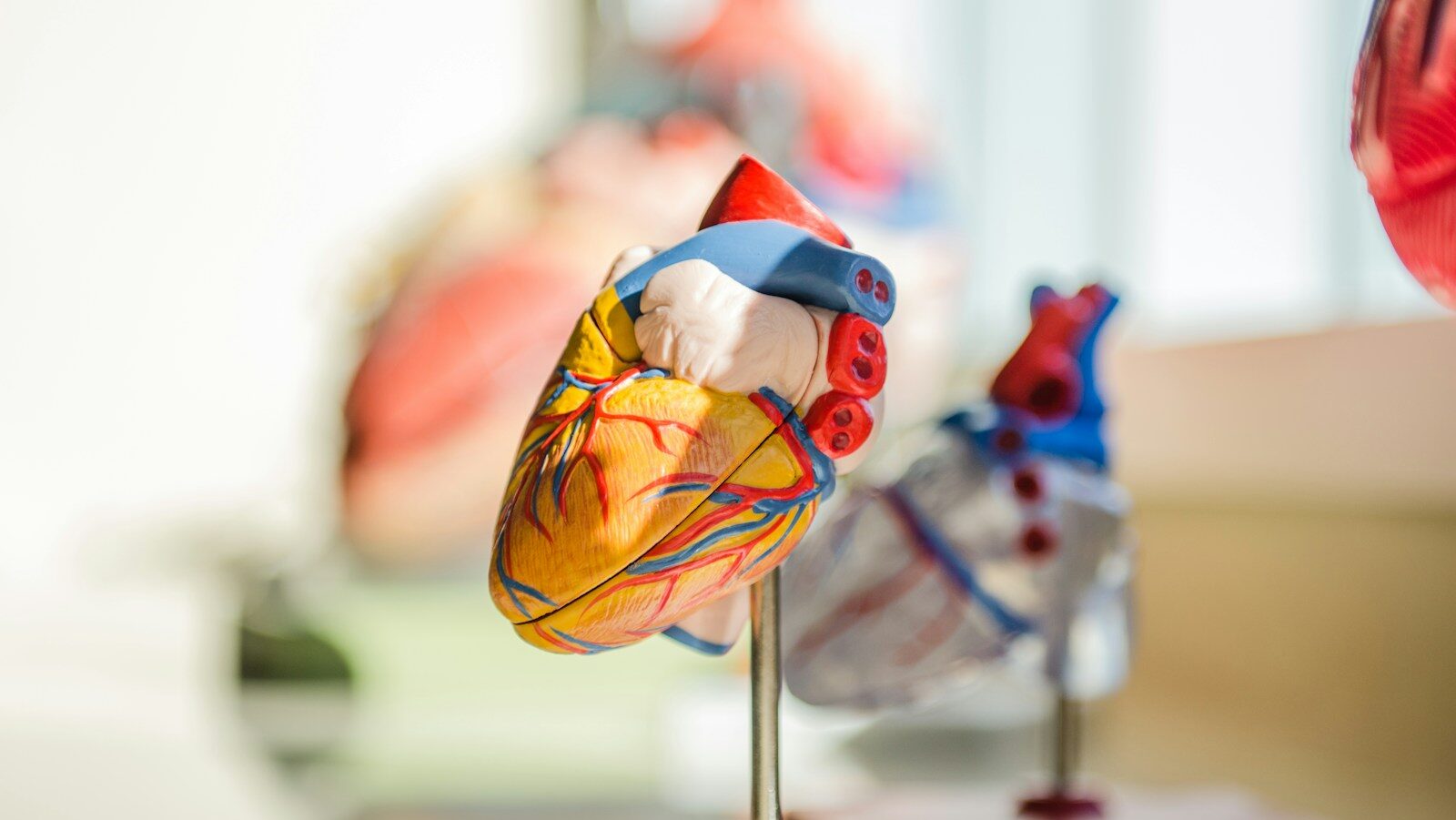 selective focus photography of heart organ illustration