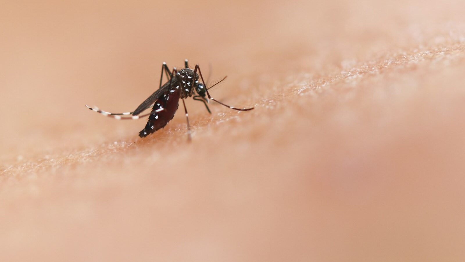 a close up of a mosquito on a human's skin