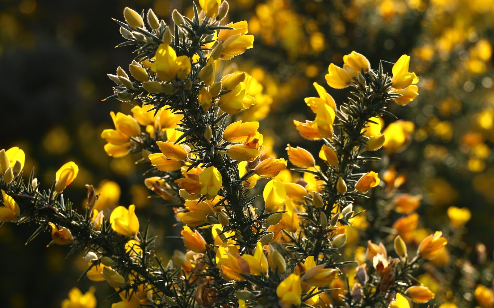 a close up of a bush with yellow flowers