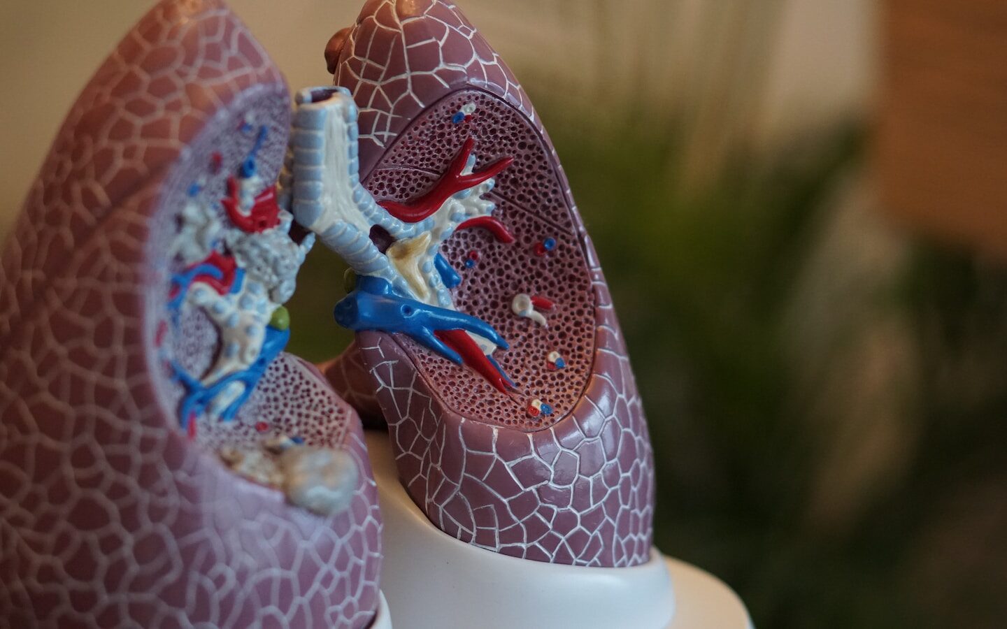 selective focus photography of anatomy lungs