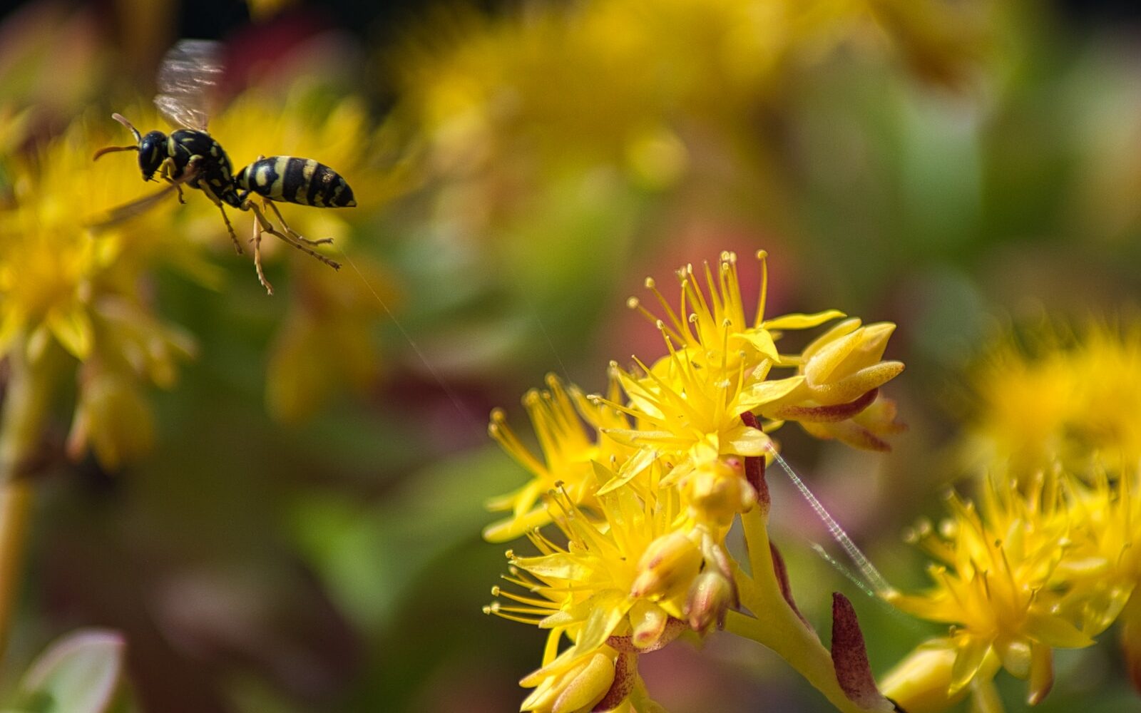 black and yellow bee on yellow flower