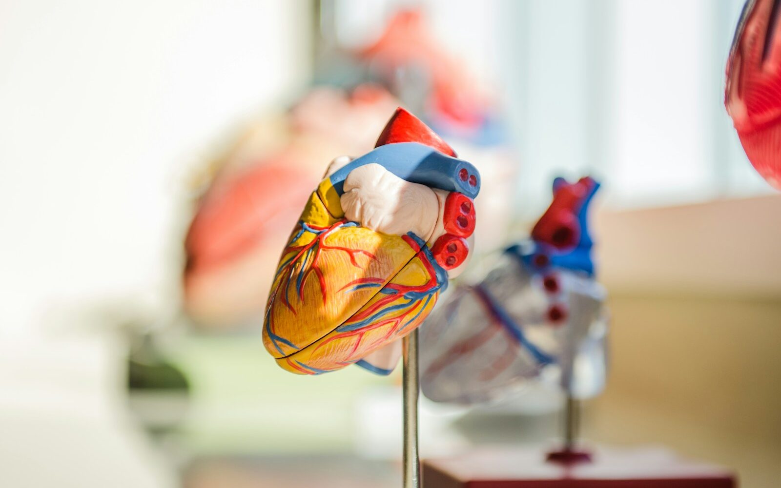 selective focus photography of heart organ illustration