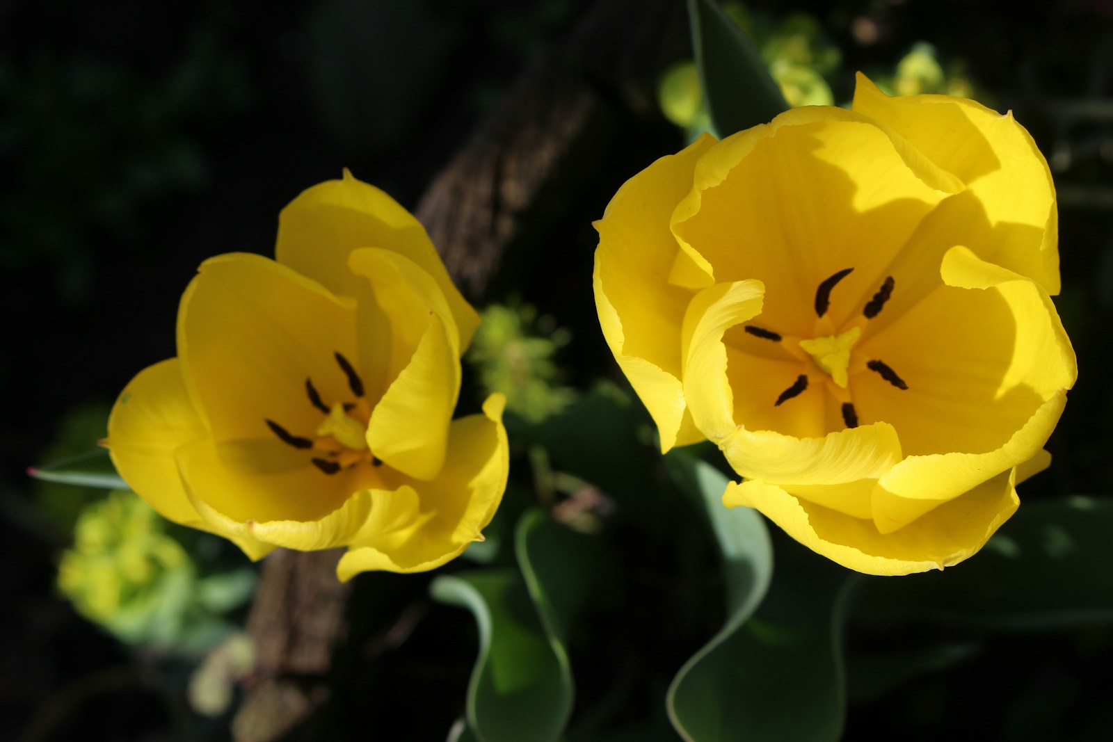 a couple of yellow flowers sitting next to each other