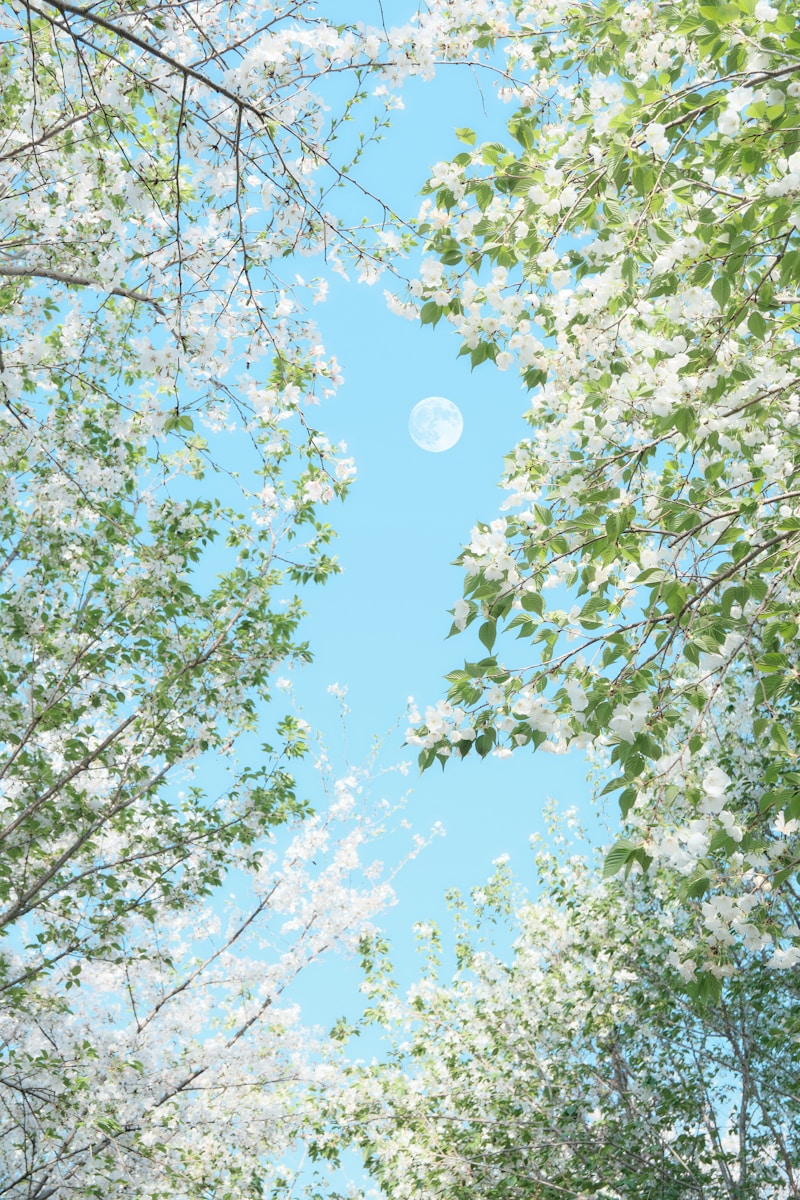 White blossoms frame a bright blue sky with the moon.