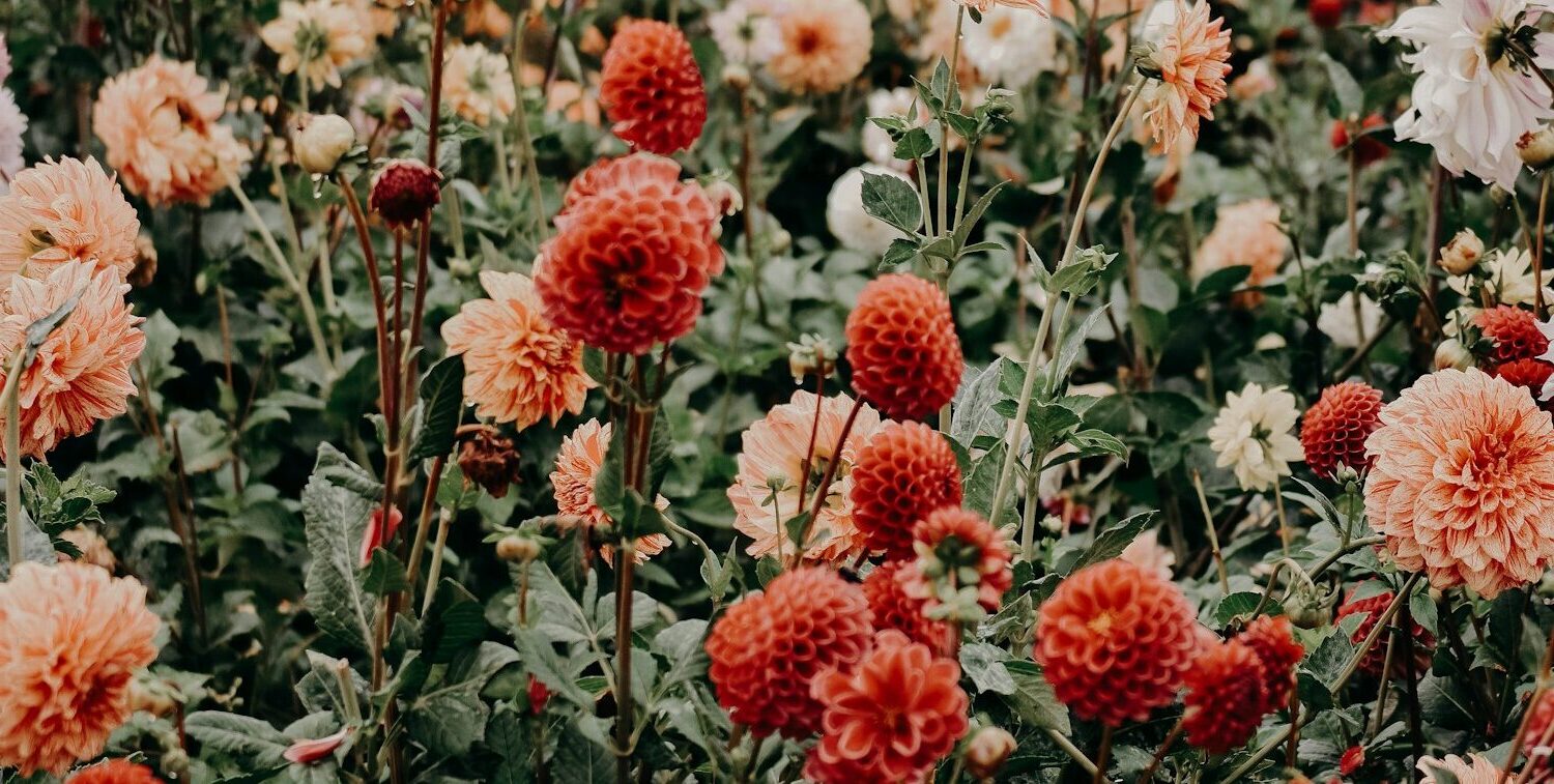 red and white flowers