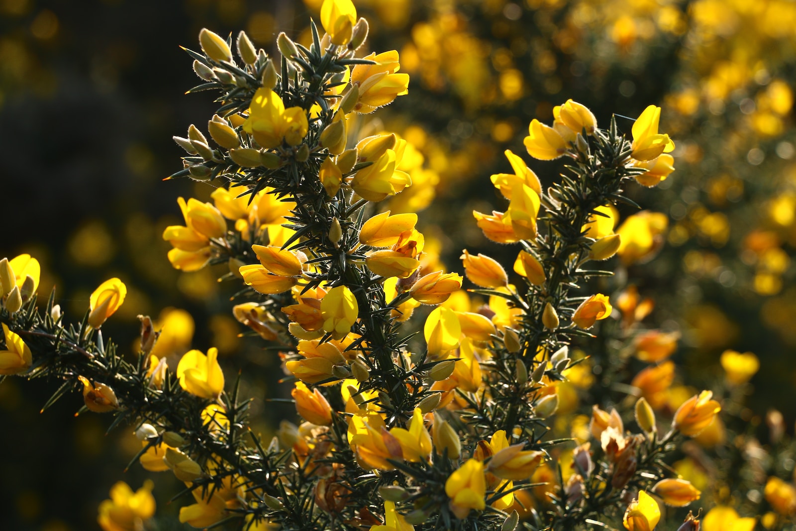 a close up of a bush with yellow flowers